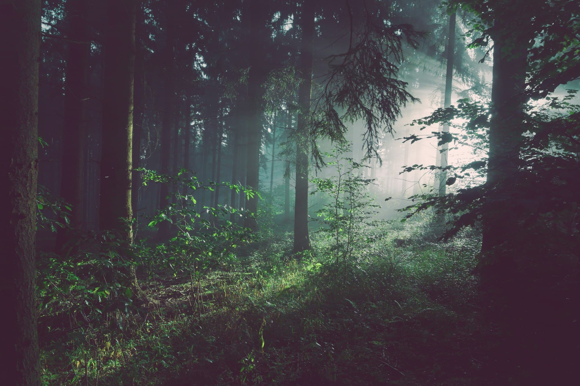 Ruhiger, nebliger Wald in gedämpftem Licht